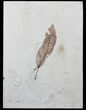 Beautiful, Fossil Leaf - Green River Formation #58159-1